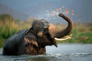 Elephant Splashing Water In A Natural Pond In The Wildlife Habitat photo