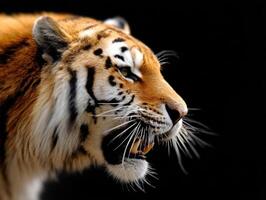 The Ferocious Gaze of a Siberian Tiger Displaying its Powerful Jaws photo
