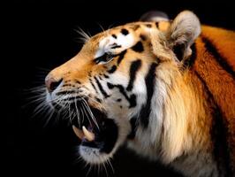 Powerful Tiger Portrait High Resolution Photography With Fierce And Stunning Details photo