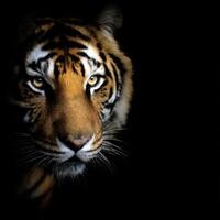 The Majestic Tiger Face A Close Up Portrait in a Dark Background photo