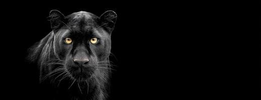 Mysterious Panther On A Black Background With Intense Golden Eyes Wildlife photo