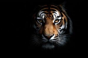 Majestic Portrait of a Tiger Emerging From the Darkness with Striking Eyes photo
