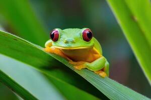 The Enchanting World of Frogs Discovering Their Biology Behaviors and Ecological Importance photo