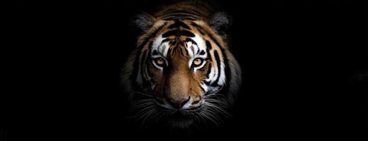 Tiger Head Close Up Emerging From Darkness Showing Pattern on Fur photo