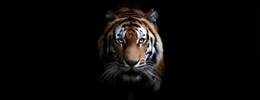 Striking Tiger Portrait In The Darkness A Wild Feline Masterpiece Displayed photo