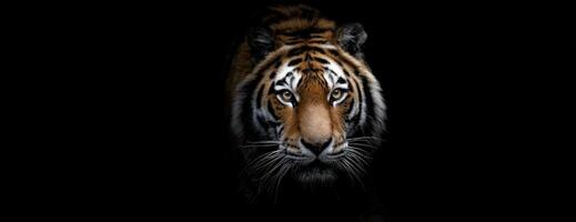 A Dark Portrait The Intricate Details Of A Majestic Sumatran Tiger photo