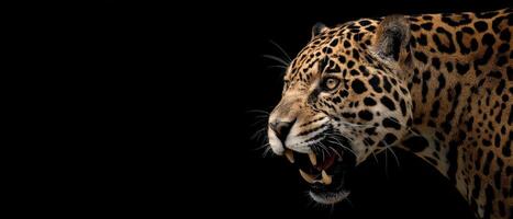 Closeup Portrait of a Jaguar with Its Mouth Open on Black Background photo
