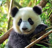 A Look At These Wonderful Giant Pandas From Around The Whole World photo