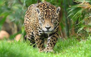 A Beautiful Jaguar Walking through the Lush Green Grass of the Jungle photo