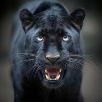 A black panther with its mouth open photo