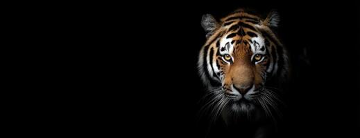 A tiger is standing in the dark photo