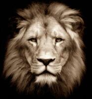 A lion is shown in sepia tone photo