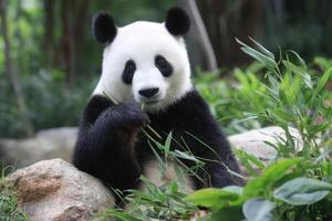 Giant Panda in a Forest Eating Bamboo Leaves Calmly photo