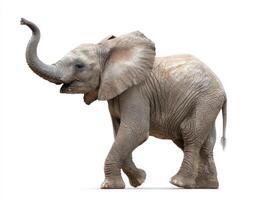 Elephant and Its Habitat Importance for Future Generations Preservation photo