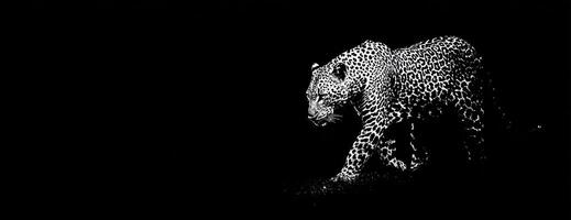 Abstract Representation Of A Bear Against A Dark Background photo