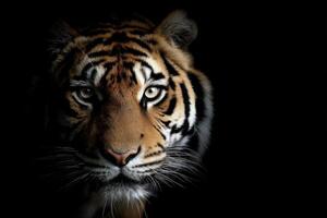 The Powerful Gaze A Tiger's Eyes in The Dark photo