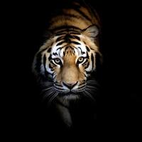 Majestic Tiger Portrait in the Dark Shadows photo