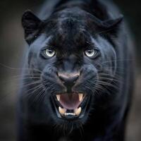 Majestic Black Panther The Epitome Of Power And Grace photo