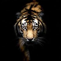 Magnificent Tiger Emerging From The Shadows Intense Predator Look photo