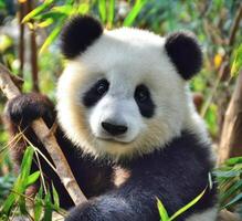 The Giant Panda A Charming Bear of China's Bamboo Forests photo