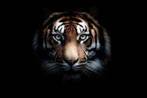 The Majestic Tiger An Enigmatic Glimpse Into Nature's Masterpiece photo