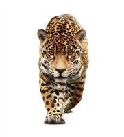Stunning Jaguar Walks On White Background Looking at Camera photo
