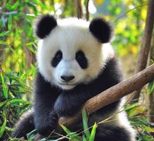 A Giant Panda Cub Adorably Posing On The Bamboo Tree photo