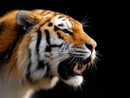 Roaring Tiger Portrait The Bengal Tiger Showing Its Teeth photo