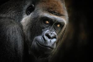 The King of the Jungle An Impressive Western Gorilla photo