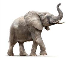 A Walking Elephant Isolated on a White Background Photograph photo