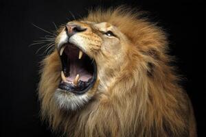 Majestic Lion Roaring Loudly with Open Mouth in Dark Background photo