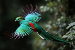 Resplendent Quetzal Bird Colorful Feathers Tropical Rainforest Wildlife Nature photo