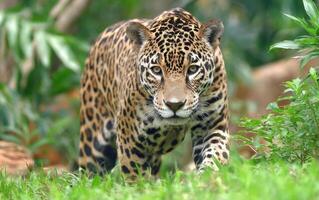 Powerful Jaguar Prowling Through The Jungle Greenery Portrait photo