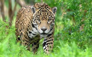 The Elusive Jaguar A Powerful Hunter Of The Jungle photo