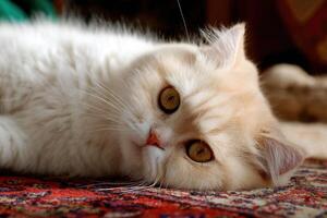 Captivating Feline Grace A Portrait of Serenity and Comfort Cat Aesthetic photo