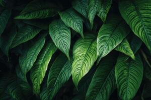 Lush Green Foliage Creates a Natural and Calming Pattern Background Design photo