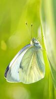 Close up of a delicate pale yellow butterfly perched on a vibrant green leaf in nature photo