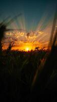 Dramatic Sunset over Field of Grass Golden Hour Rays Nature Landscape Photography photo