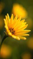 Vibrant Yellow Flower with Dew Drops Close up Macro Photography of Nature s Beauty photo