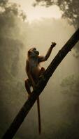 Red Colobus Monkey in Misty Rainforest Reaching Upward on Tree Branch photo