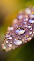 Macro Photography of Dew Drops on a Leaf Nature Close up Water Droplets Sparkling Reflections photo