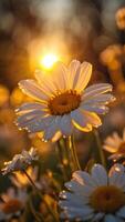 Golden Hour Dewdrops on Daisies Closeup Macro Photography of Flowers at Sunrise photo
