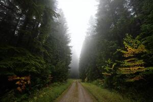 naturaleza antecedentes brumoso bosque camino sereno suciedad la carretera mediante hojas perennes arboles en niebla foto