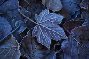 Nature Background Frosty Autumn Leaves Close Up of Frosted Maple and Oak Leaves on the Ground photo