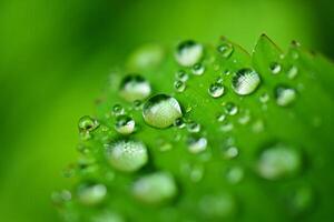 Nature Background Macro Photography of Dew Drops on Lush Green Leaf Nature Background photo