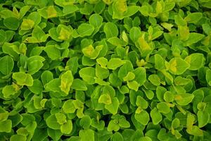 Nature Background Lush Green Foliage Vibrant Spring Leaves Natural Texture Background photo