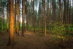 Nature Background Golden Hour Sunlight Filtering Through Dense Pine Forest Trees photo