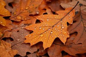 Nature Background Autumnal Oak Leaves with Dew Drops Close up Macro Photography of Fall Foliage photo