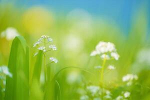 Nature Background Serene Spring Meadow Delicate White Flowers in Lush Floral Green Grass photo