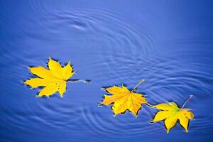 Nature Background Three Golden Autumn Maple Leaves Floating on Calm Blue Water Surface photo